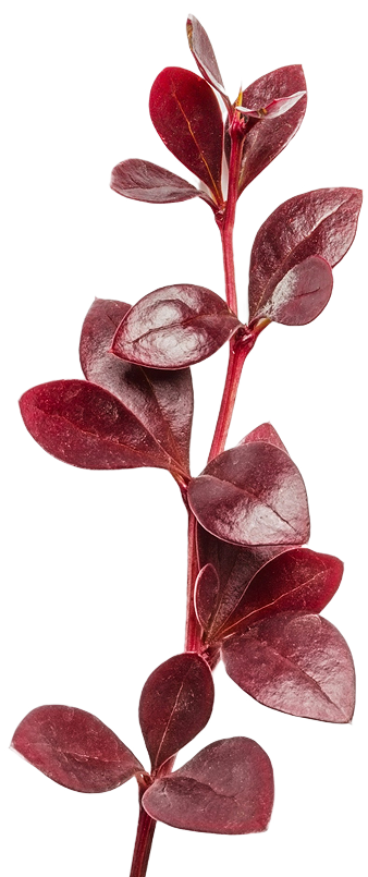 Red plant